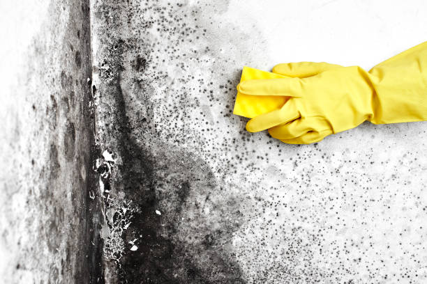 Mold Remediation for Rental Properties in Monaca, PA